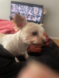 Lost Male Dog last seen Duluth highway, Duluth, GA 30096