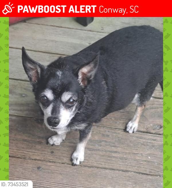 Lost Female Dog last seen Near, Conway, SC 29528
