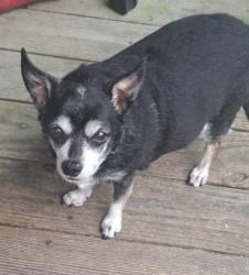 Lost Female Dog last seen Near, Conway, SC 29528