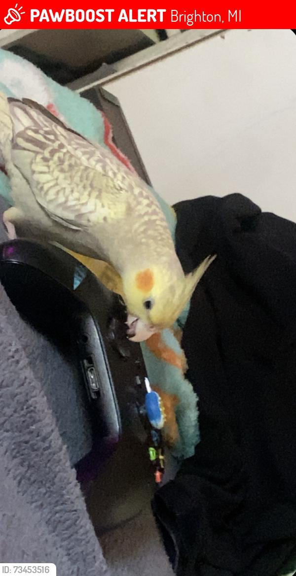 Lost Female Bird last seen Grand river, Brighton, MI 48114