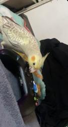 Lost Female Bird last seen Grand river, Brighton, MI 48114