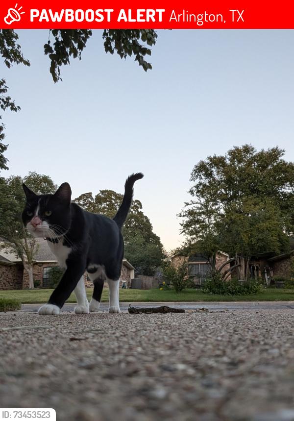 Lost Male Cat last seen Sublett and calendar, Arlington, TX 76001