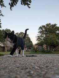 Lost Male Cat last seen Sublett and calendar, Arlington, TX 76001