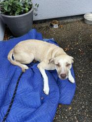 Found/Stray Unknown Dog last seen Canton dr & Meadowbrook dr, Fort Worth, TX 76112