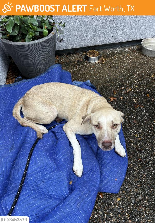 Found/Stray Unknown Dog last seen Canton dr & Meadowbrook dr, Fort Worth, TX 76112