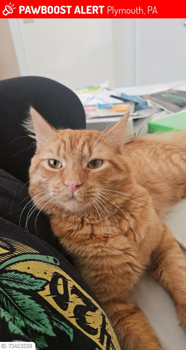 Lost Male Cat last seen Vine street, Plymouth, PA 18651