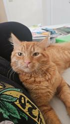 Lost Male Cat last seen Vine street, Plymouth, PA 18651