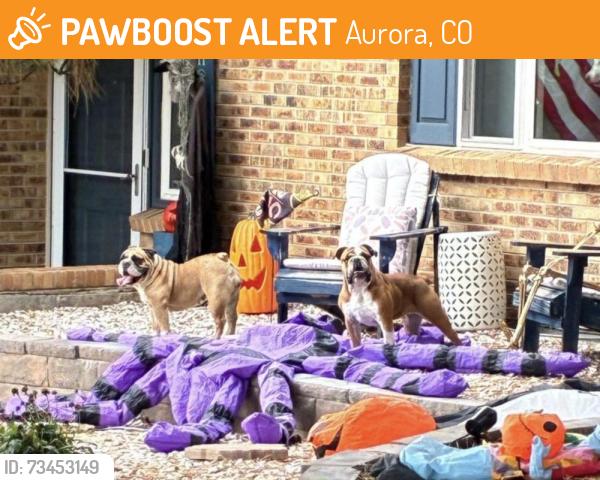 Found/Stray Female Dog last seen Crestridge and Richfield Way, Aurora, CO 80015