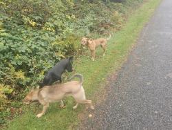 Lost Female Dog last seen Near Bothell High-school, Bothell, WA 98011