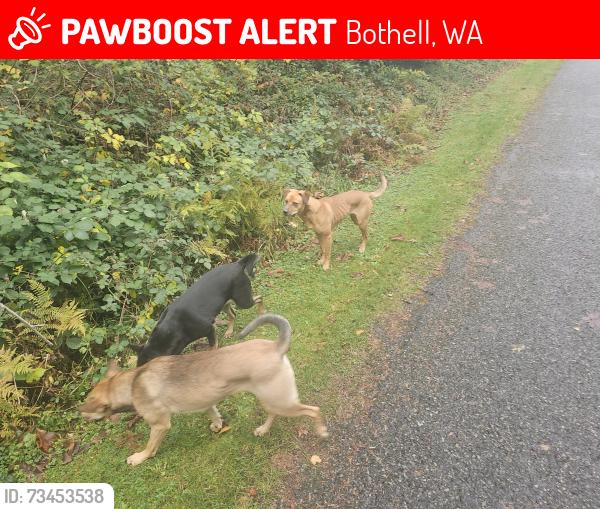 Lost Female Dog last seen Near Bothell High-school, Bothell, WA 98011