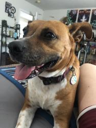 Lost Female Dog last seen Imperial Way and Royal Gardens Dr, San Antonio, TX 78248