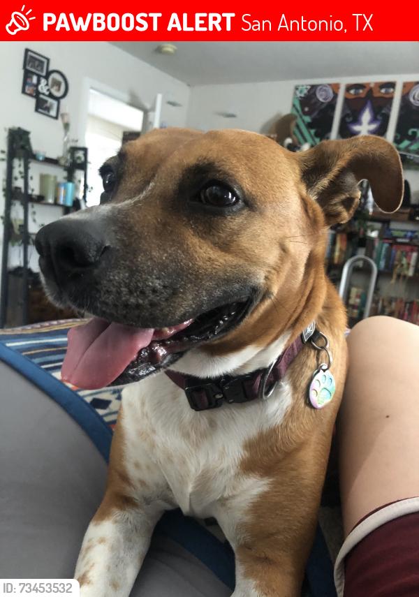 Lost Female Dog last seen Imperial Way and Royal Gardens Dr, San Antonio, TX 78248