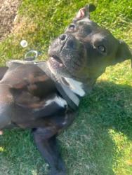 Found/Stray Unknown Dog last seen Sandy, Portland, OR 97236