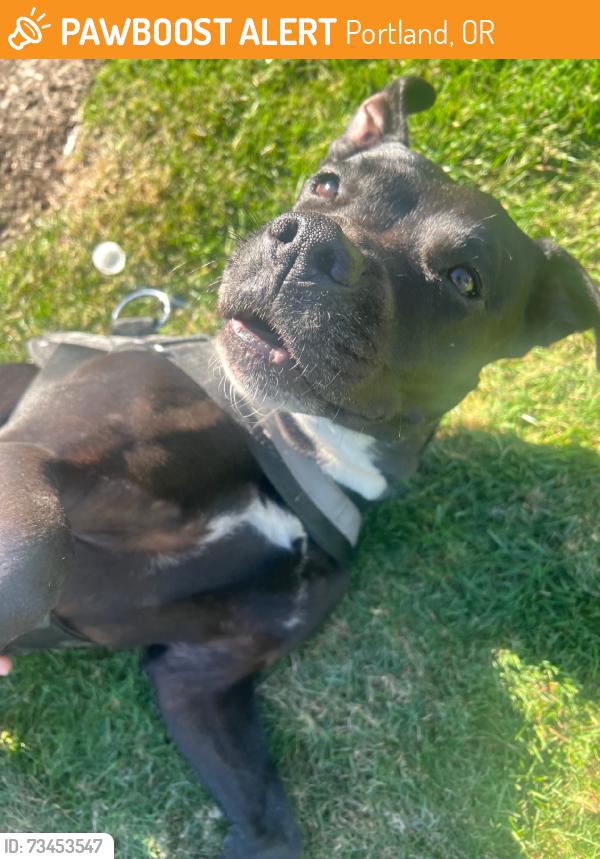 Found/Stray Unknown Dog last seen Sandy, Portland, OR 97236