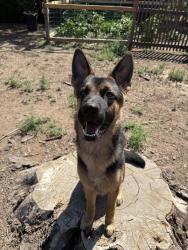 Lost Male Dog last seen Sunset park elementary school, Pueblo, CO 81005