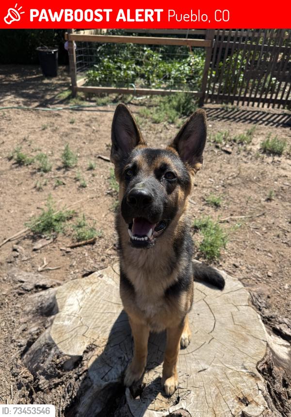 Lost Male Dog last seen Sunset park elementary school, Pueblo, CO 81005
