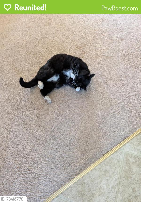 Reunited Female Cat last seen Scenic park gate nw, Calgary, AB T3L 1N7