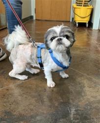 Shelter Stray Female Dog last seen DONYA ST SLIDELL, 31078 LA-36, Lacombe, LA 70445, USA