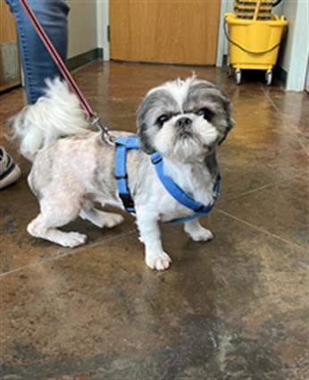 Shelter Stray Female Dog last seen DONYA ST SLIDELL, 31078 LA-36, Lacombe, LA 70445, USA
