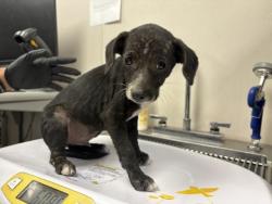 Shelter Stray Male Dog last seen AVE 384, LONDON, CA, Visalia, CA 93292, USA
