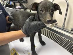 Shelter Stray Male Dog last seen AVE 384, LONDON, CA, Visalia, CA 93292, USA