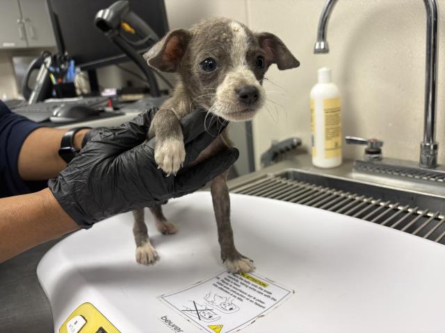 Shelter Stray Female Dog last seen AVE 384, LONDON, CA, Visalia, CA 93292, USA