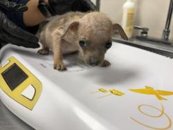 Shelter Stray Female Dog last seen AVE 384, LONDON, CA, Visalia, CA 93292, USA