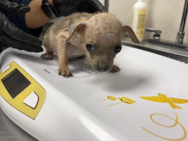 Shelter Stray Female Dog last seen AVE 384, LONDON, CA, Visalia, CA 93292, USA
