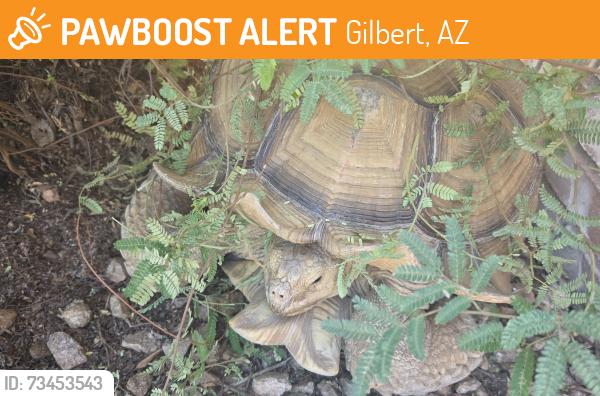 Found/Stray Unknown Reptile last seen W. Cooley and Cooper Rd in Gilbert AZ, Gilbert, AZ 85233