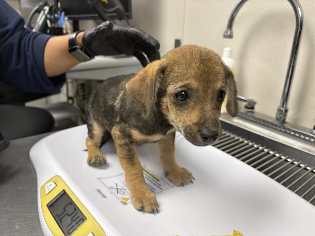 Shelter Stray Male Dog last seen AVE 384, LONDON, CA, Visalia, CA 93292, USA