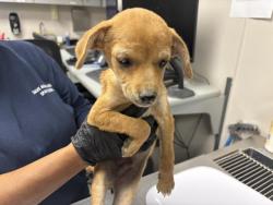 Shelter Stray Male Dog last seen AVE 384, LONDON, CA, Visalia, CA 93292, USA