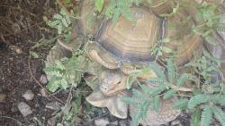 Found/Stray Unknown Reptile last seen W. Cooley and Cooper Rd in Gilbert AZ, Gilbert, AZ 85233