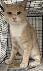 Shelter Stray Male Cat last seen , 14409 Vanowen St, Van Nuys, CA 91405, USA