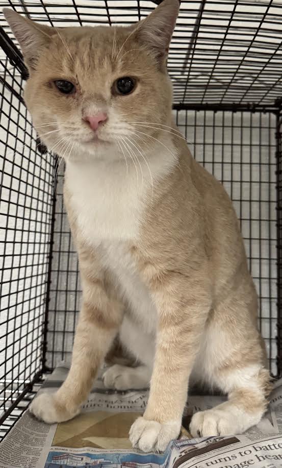 Shelter Stray Male Cat last seen , 14409 Vanowen St, Van Nuys, CA 91405, USA
