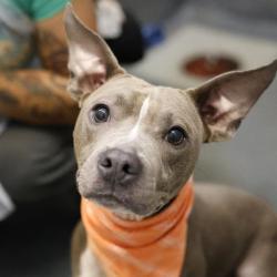 Shelter Stray Male Dog last seen Near BLOCK N IH 35, 4710 TX-151, San Antonio, TX 78227, USA