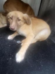 Shelter Stray Female Dog last seen CARROL, 4710 TX-151, San Antonio, TX 78227, USA