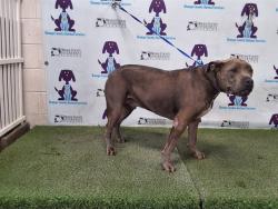 Shelter Stray Male Dog last seen , 2769 Conroy Rd, Orlando, FL 32839, USA