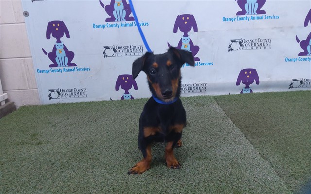 Shelter Stray Male Dog last seen , 2769 Conroy Rd, Orlando, FL 32839, USA
