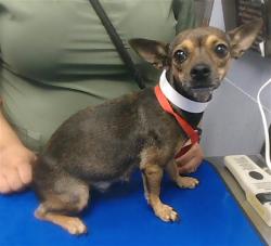 Shelter Stray Female Dog last seen 92ND AVE AND ENCANTO BLVD, 2500 S 27th Ave, Phoenix, AZ 85009, USA
