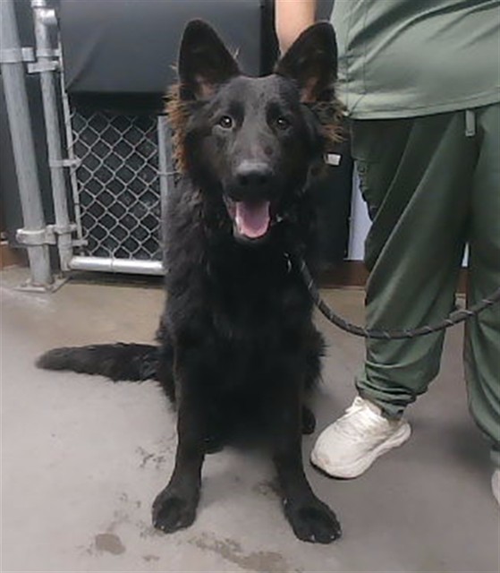 Shelter Stray Male Dog last seen 255TH DR AND SAMANTHA WY, 2500 S 27th Ave, Phoenix, AZ 85009, USA
