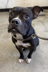 Shelter Stray Male Dog last seen Near BLOCK E TERRACE AVE, FRESNO CA 93703 1241, 5277 E Airways Blvd, Fresno, CA 93727, USA