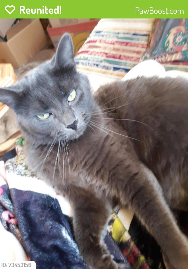 Reunited Male Cat last seen Roberts ln and mt Wesley church rd, Alexander County, NC 28636