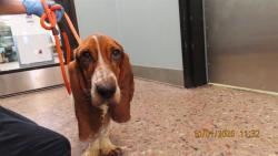 Shelter Stray Female Dog last seen Near BLOCK E DON CARLOS AVE, 5501 E Van Buren St, Phoenix, AZ 85008, USA