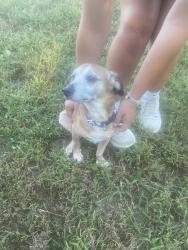 Found/Stray Male Dog last seen Ivey Redmond Park, Kernersville, NC 27284