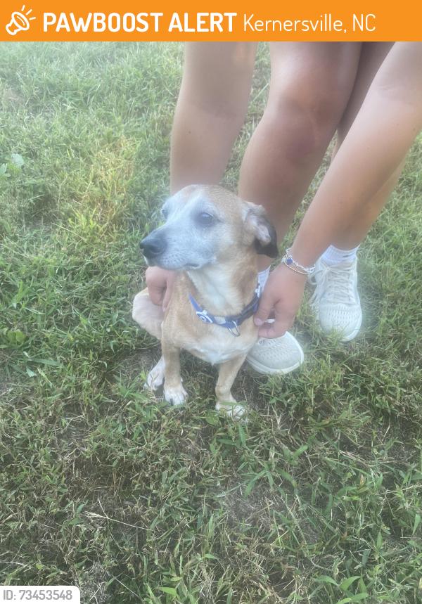 Found/Stray Male Dog last seen Ivey Redmond Park, Kernersville, NC 27284