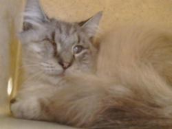 Shelter Stray Unknown Cat last seen 65TH ST/53RD AVE, SACRAMENTO CA 95823, 3839 Bradshaw Rd, Sacramento, CA 95827, USA