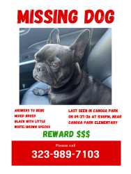 Lost Female Dog last seen Canoga Park Elementary Village Charter Academy Valerio/jordan, Los Angeles, CA 91303