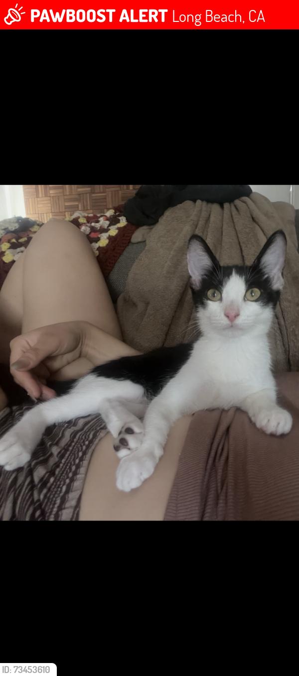 Lost Female Cat last seen Between Falcon and Esperanza ave, Long Beach, CA 90802