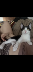 Lost Female Cat last seen Between Falcon and Esperanza ave, Long Beach, CA 90802