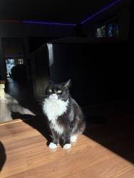 Lost Male Cat last seen SW Afton Ln & SW Cambridge Ln, Portland, OR 97224